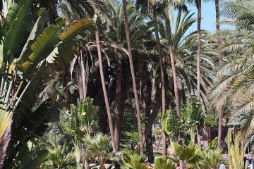 Seaside Palm Beach Hotel in Maspalomas